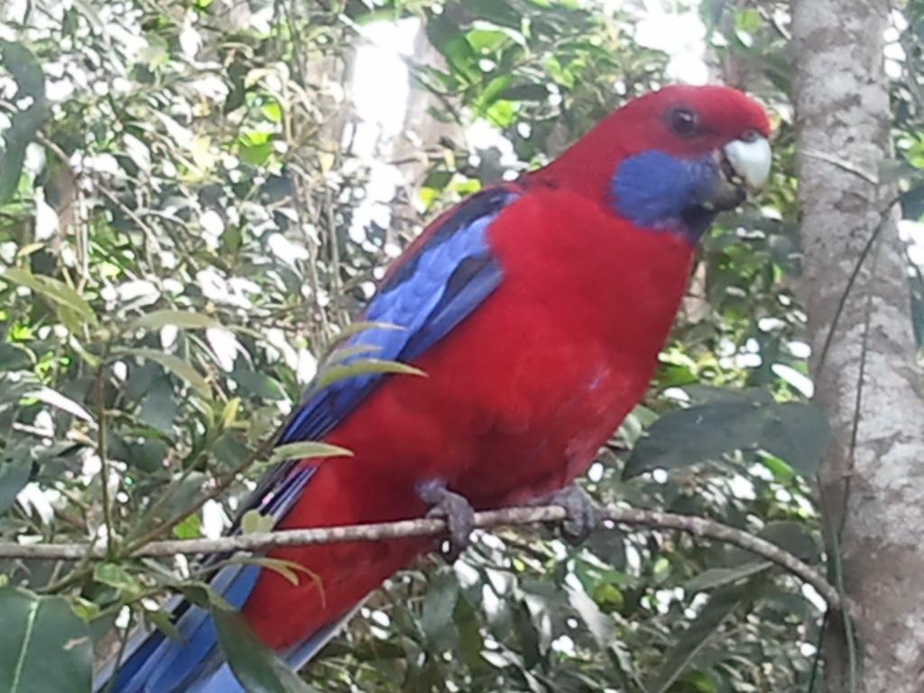 Kondalilla Eco Resort